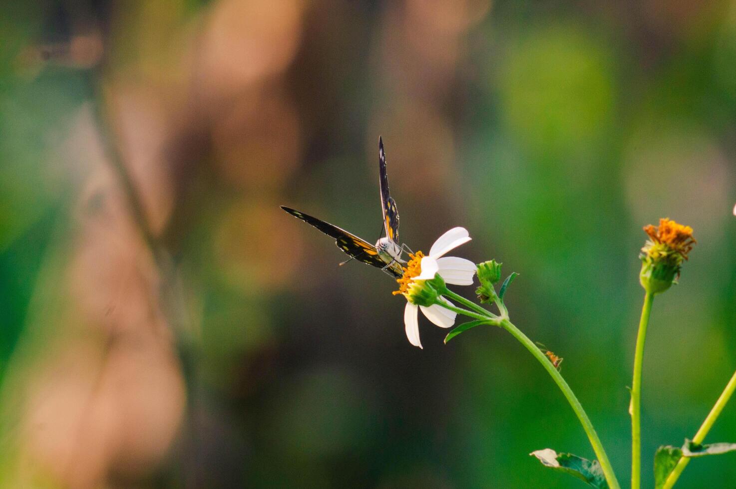 butterfly with a combination of black, white and yellow. butterfly looking for nectar. photo