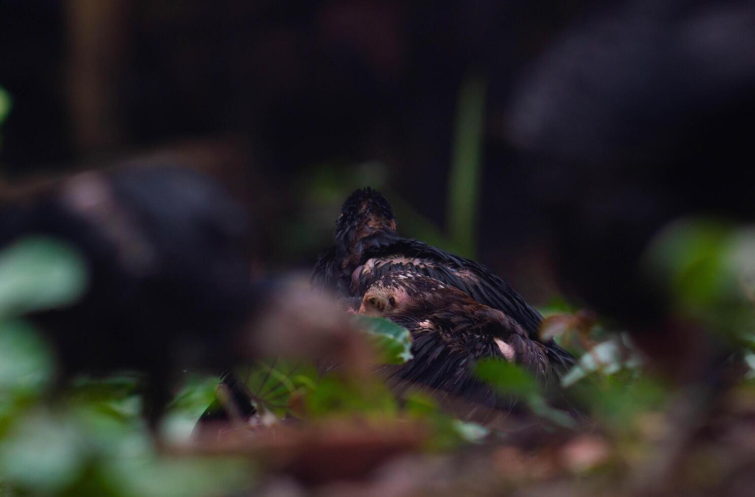 Chicken chicks are wet and cold after the rain photo