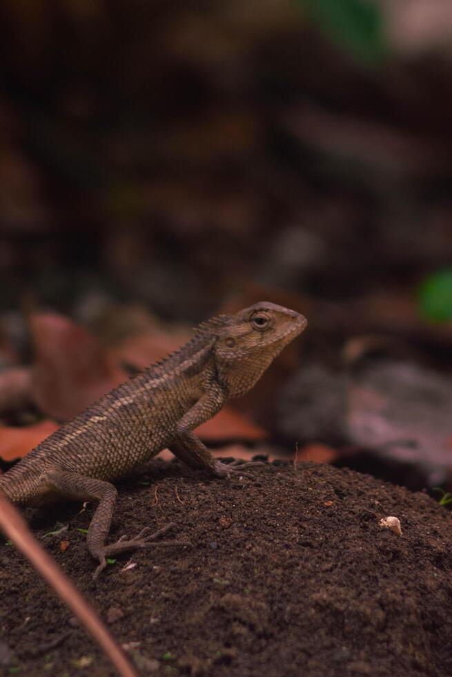 chameleons or wild calotes. Invasive animals that live and thrive in Indonesia. photo