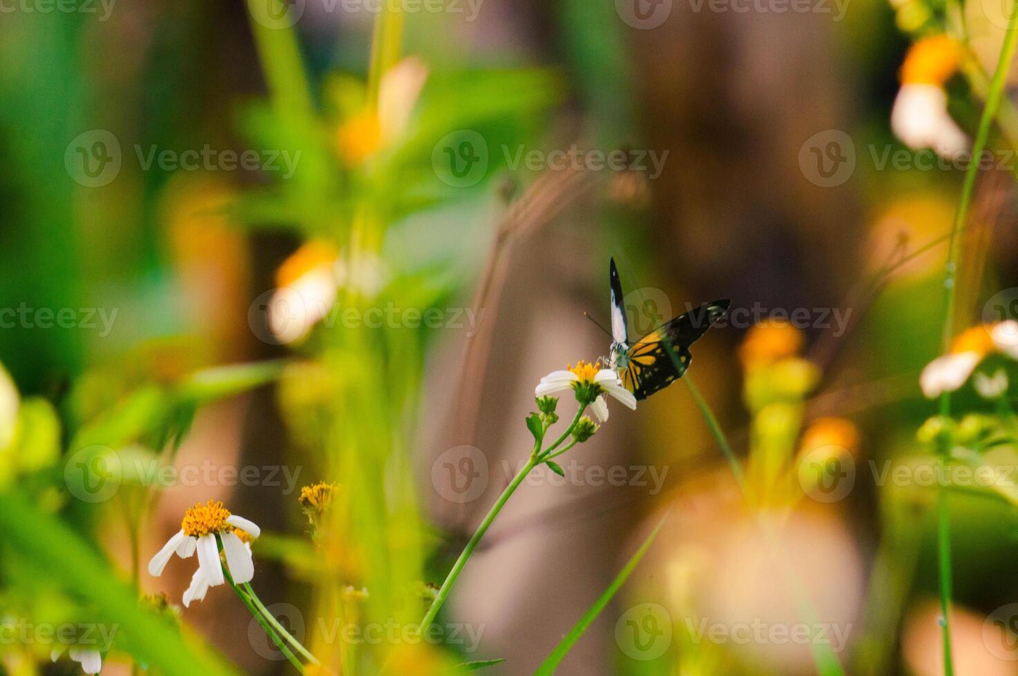 butterfly with a combination of black, white and yellow. butterfly looking for nectar. photo