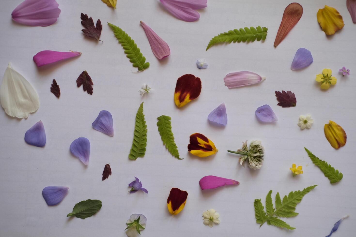 Process of drying plants colorful petals and leaves, ready for pressing photo