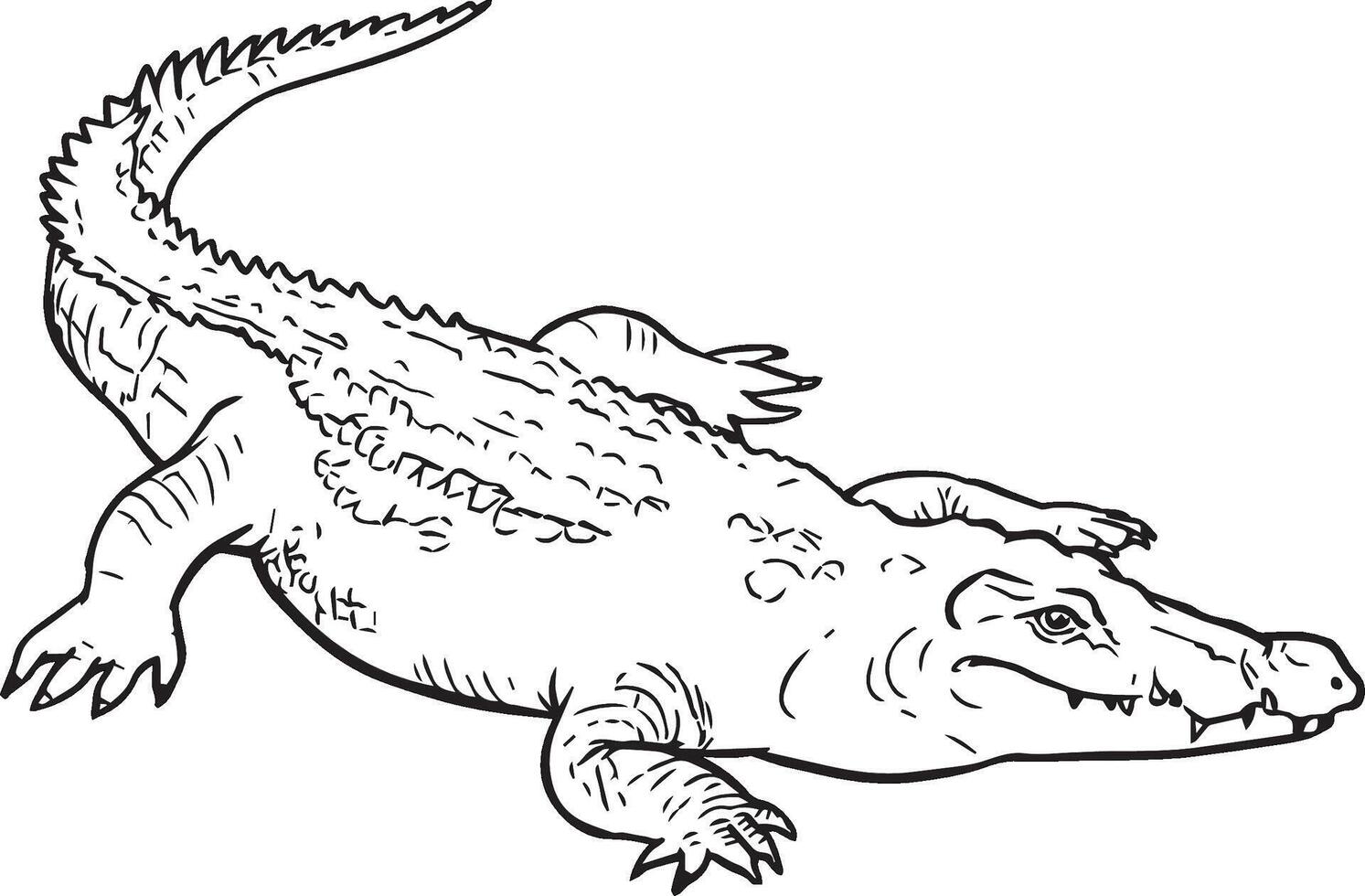 CROCODILE CRAWLING LINEART vector