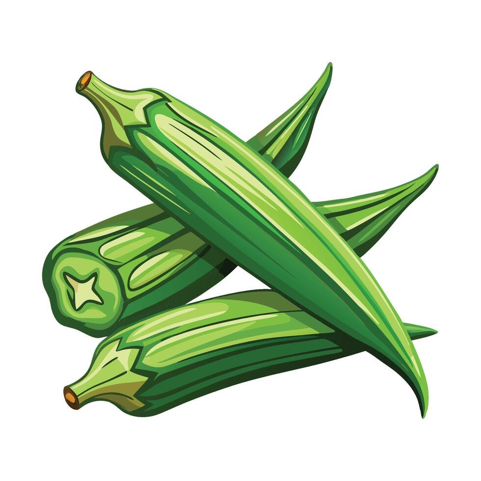 Detailed Okra Graphic Illustration on White Background vector