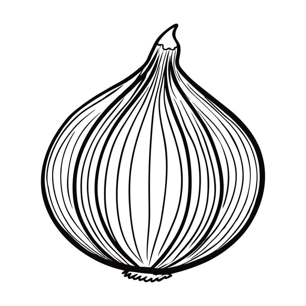 Shallot Outline Illustration on White Background vector