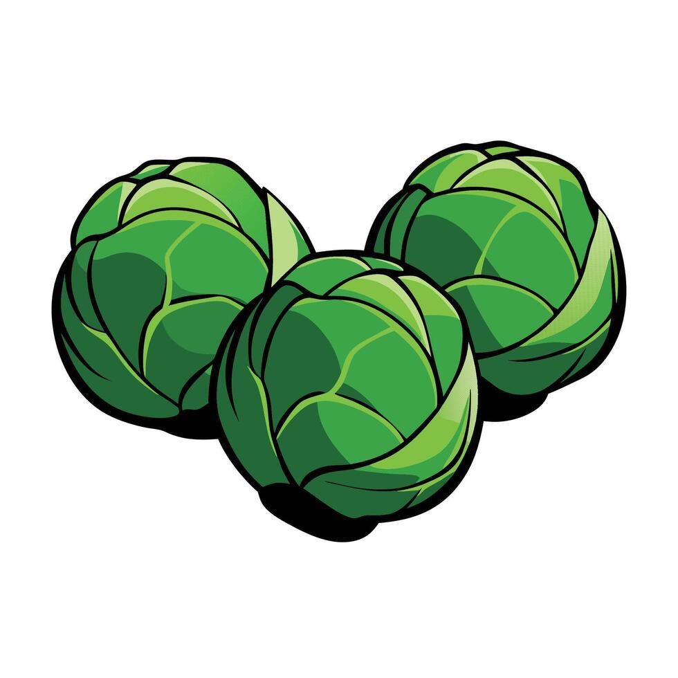Brussels Sprouts Illustration for Print and Web Designs vector