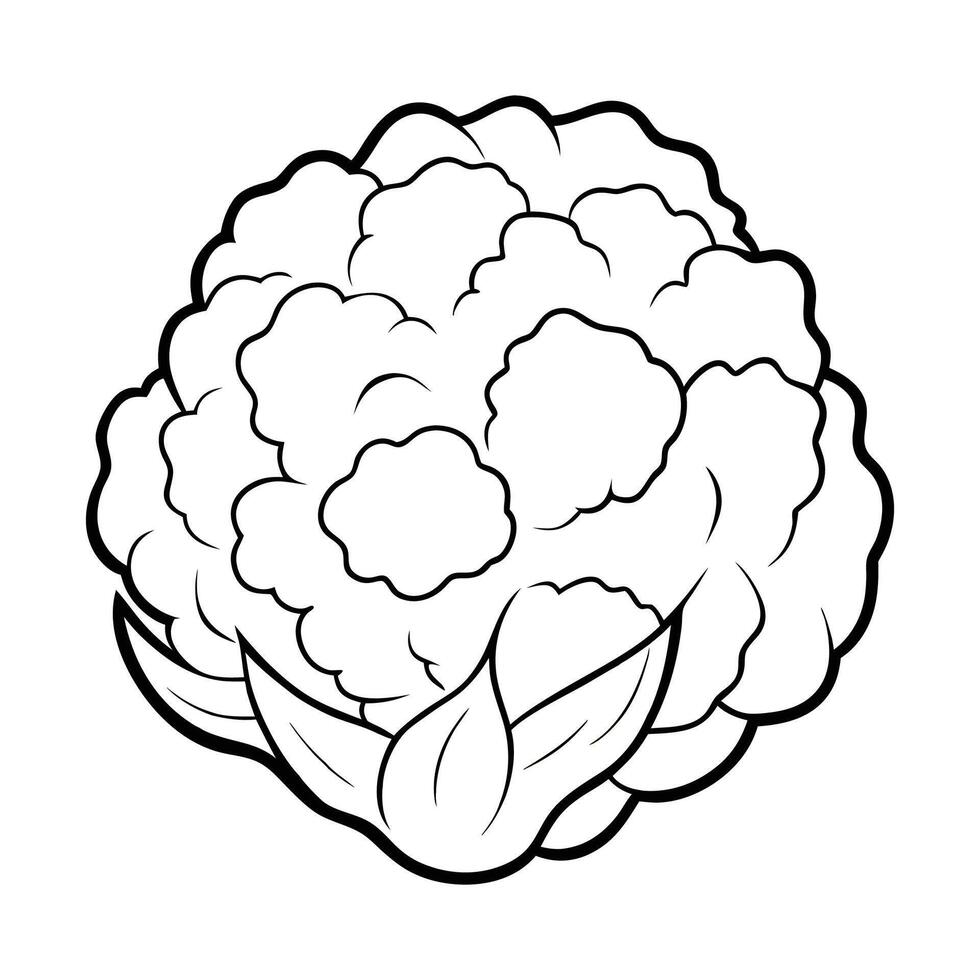 Cauliflower Outline Illustration on White Background vector