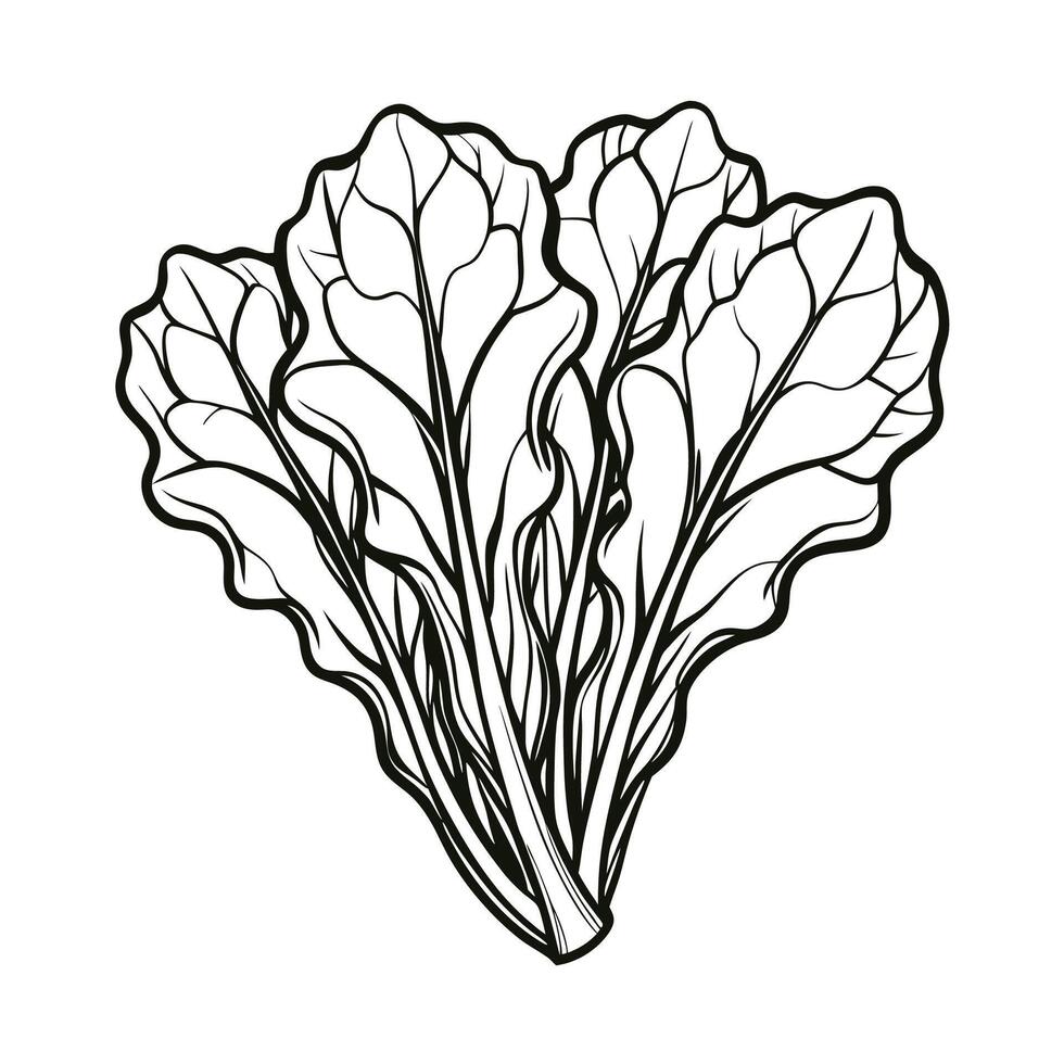 Swiss Chard Outline Illustration on White Background vector