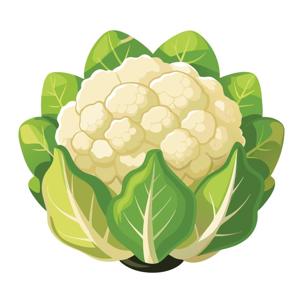 Cauliflower Illustration for Print and Web Designs vector