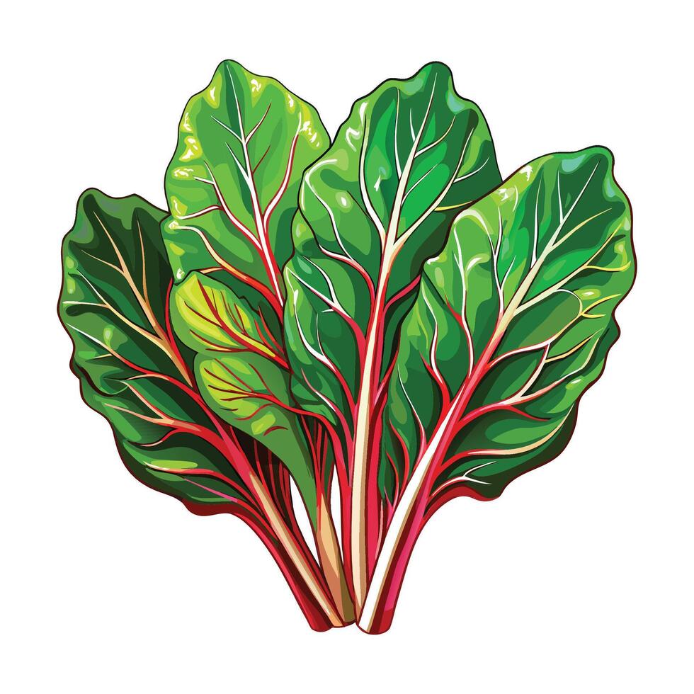 Swiss Chard Illustration for Print and Web Designs vector