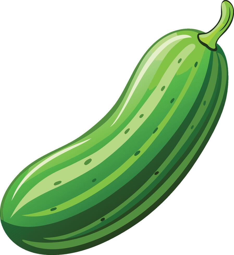 Detailed Persian Cucumber Illustration on White Background vector