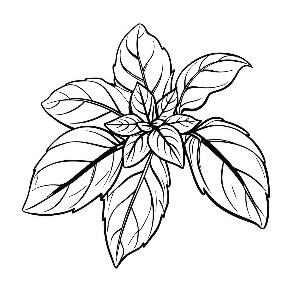 Basil Outline Illustration, isolated on White Background vector