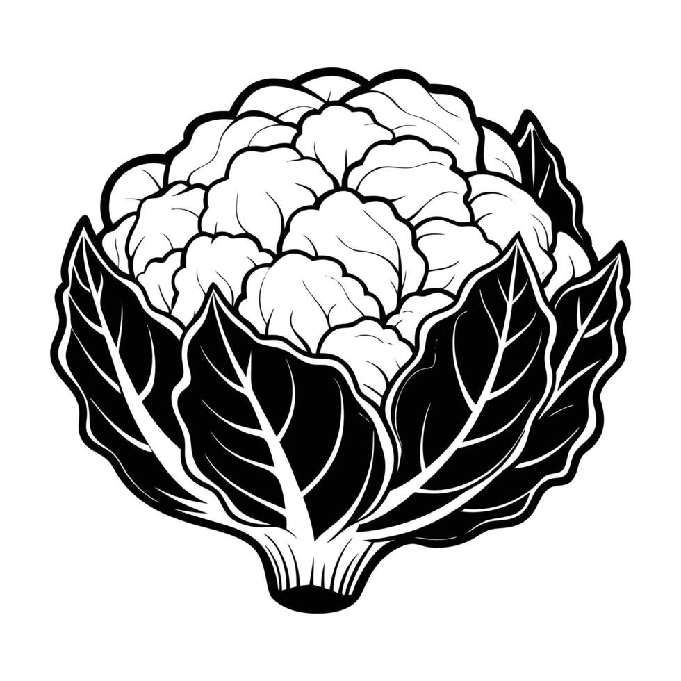 Cauliflower Outline Illustration on White Background vector