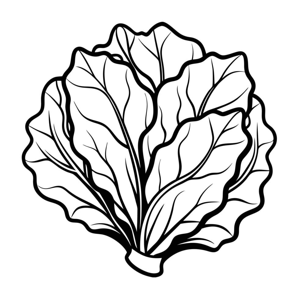 Collard Greens Outline Illustration on White Background vector