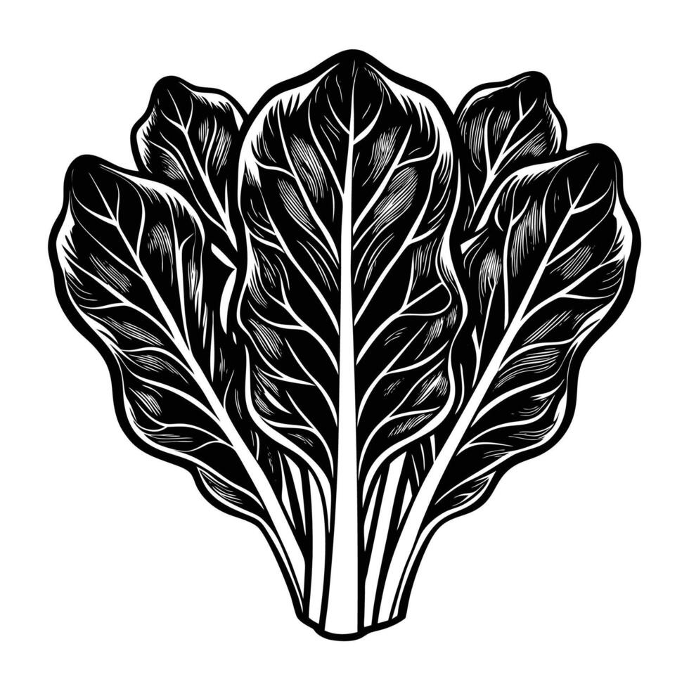 Swiss Chard Illustration Art silhouette Isolated on White vector