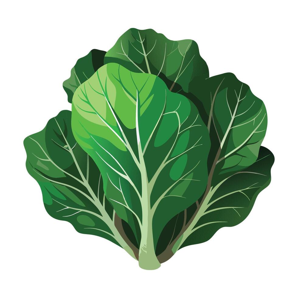 Collard Greens Illustration for Print and Web Designs vector