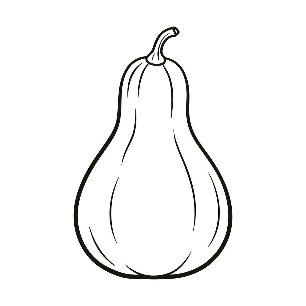 Butternut Squash Outline Illustration on White Background vector