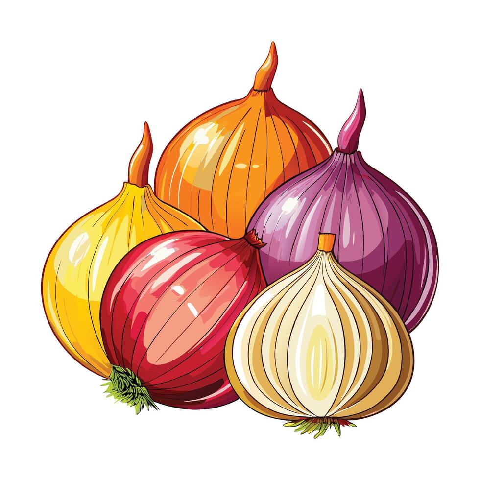 Detailed Onion Graphic Illustration on White Background vector