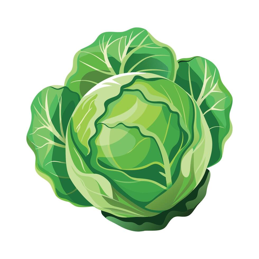 Cabbage Outline Illustration on White Background vector