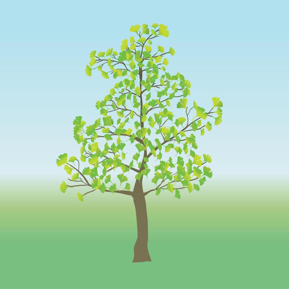 A young Ginkgo tree in a flat landscape vector