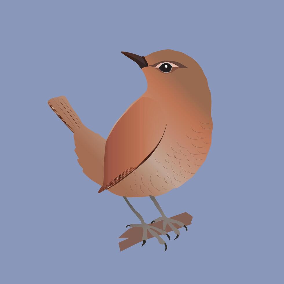 An illustration of an Eurasian wren vector