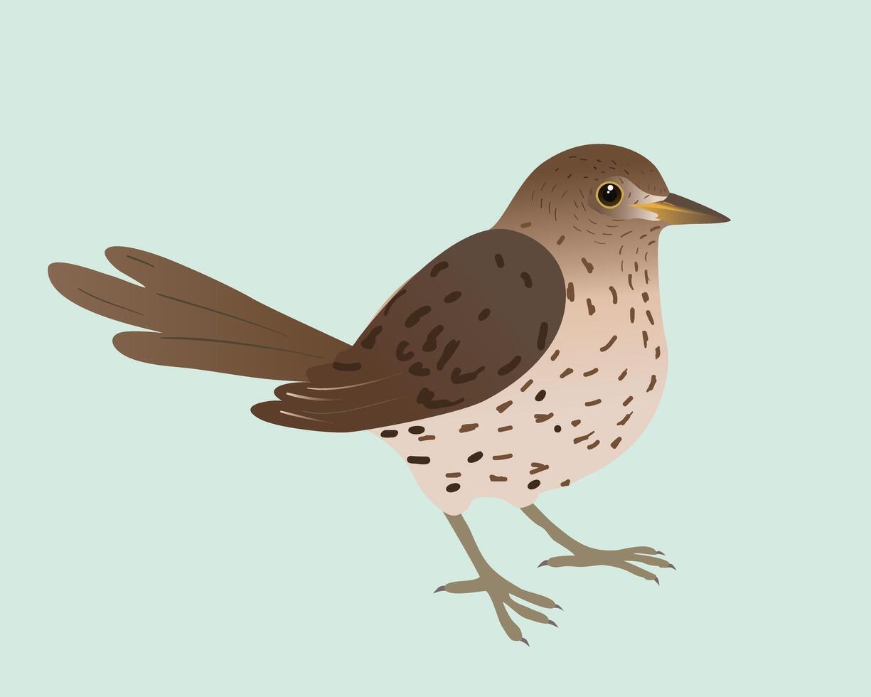 An illustration of a song thrush. The background is pale green. The bird is cut out. vector