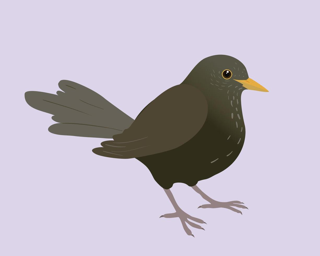 An illustration of a blackbird. It's a female bird and the background is pale lilac. The bird is cut out. vector