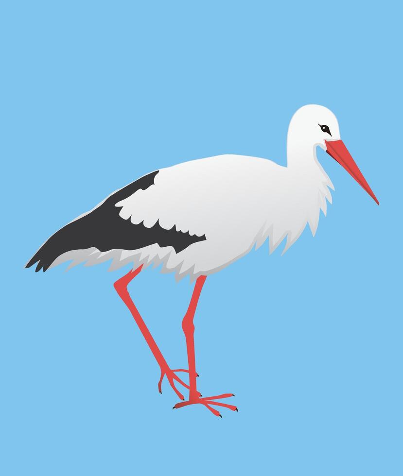 An illustration of a stork. vector