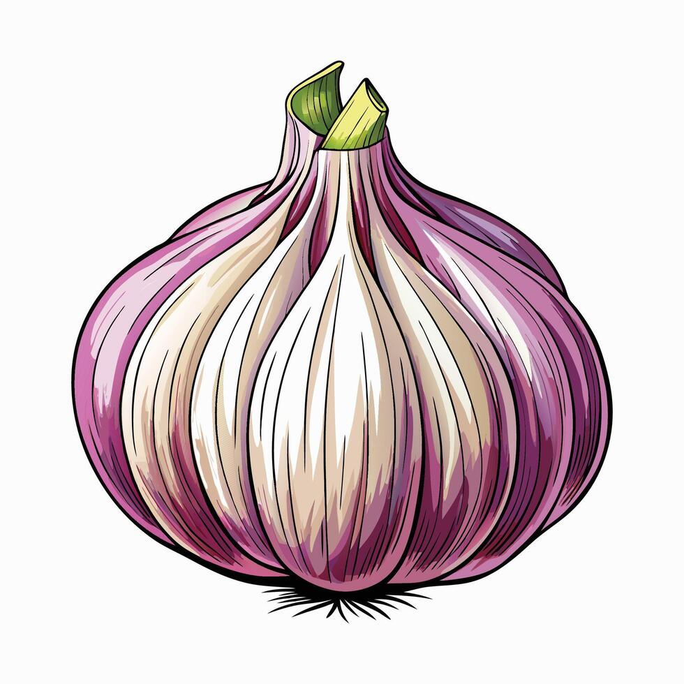 High-Quality Garlic Illustration for Designers vector
