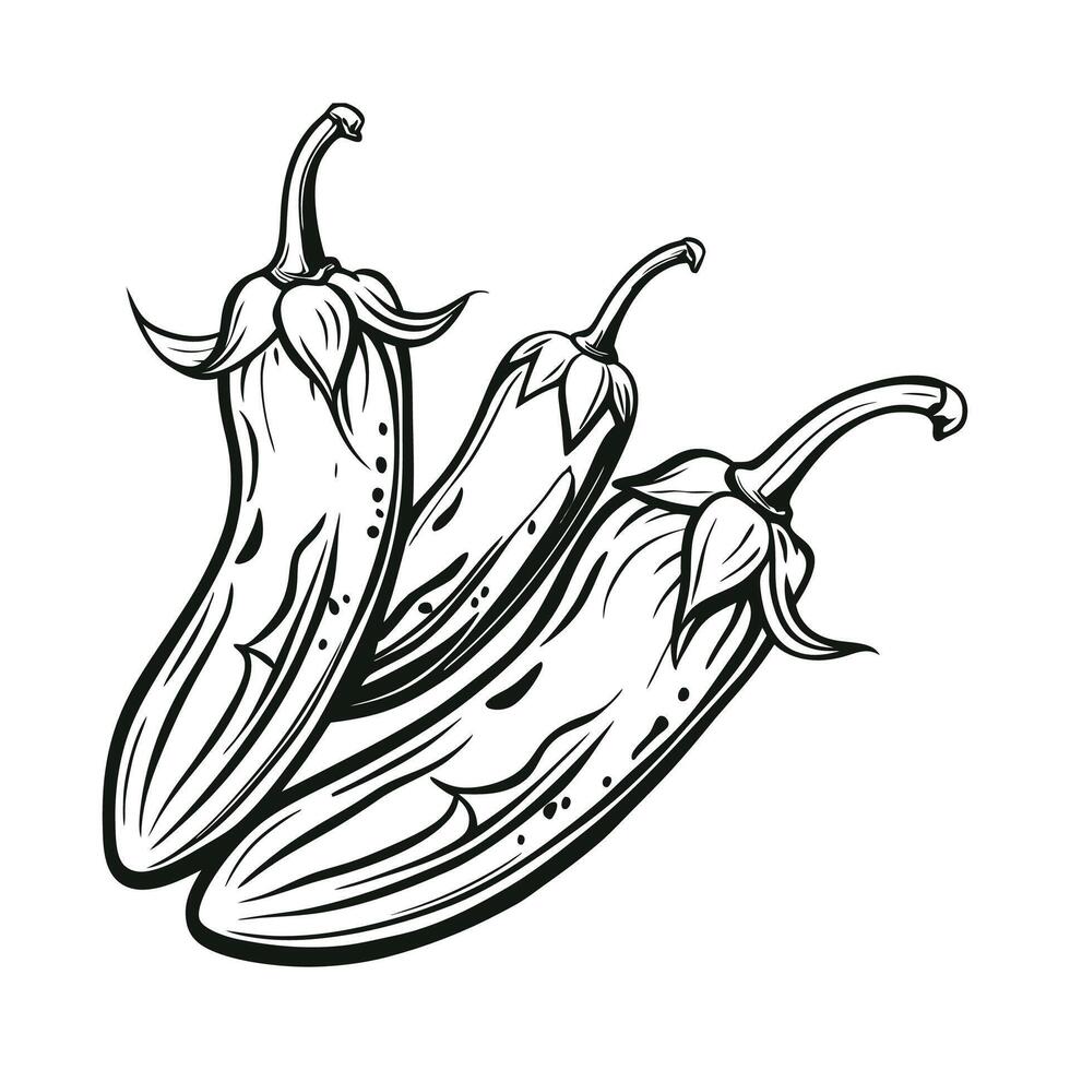 Jalapeno Outline Illustration on White Background vector