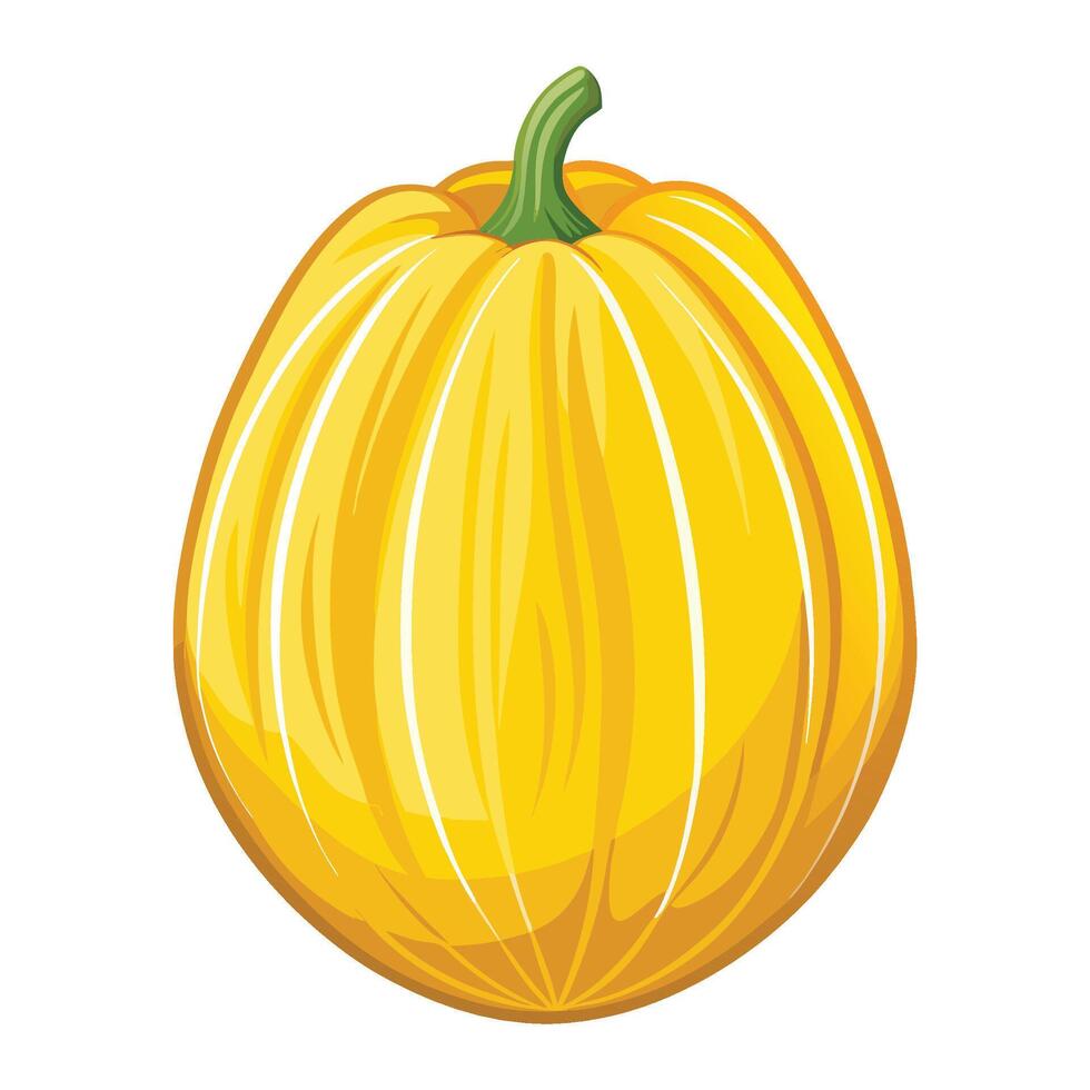 Detailed Spaghetti Squash Graphic Illustration on White Background vector
