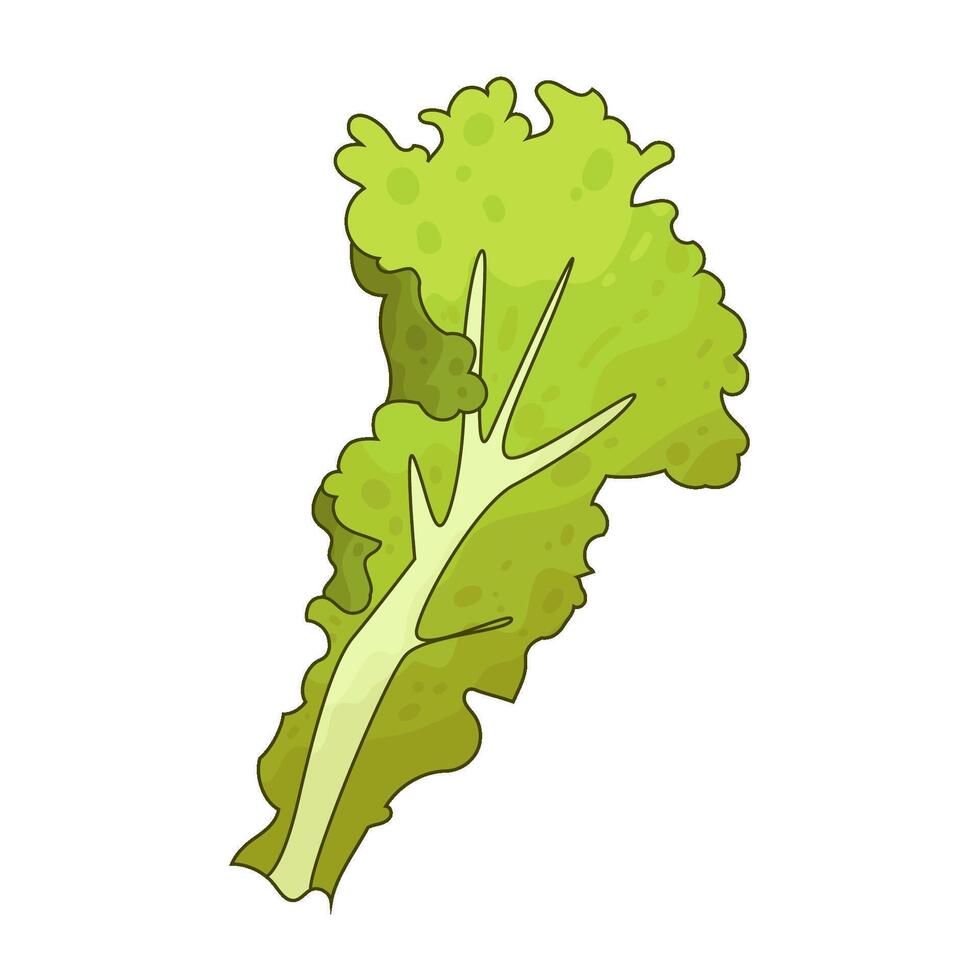 Illustration of lettuce vector