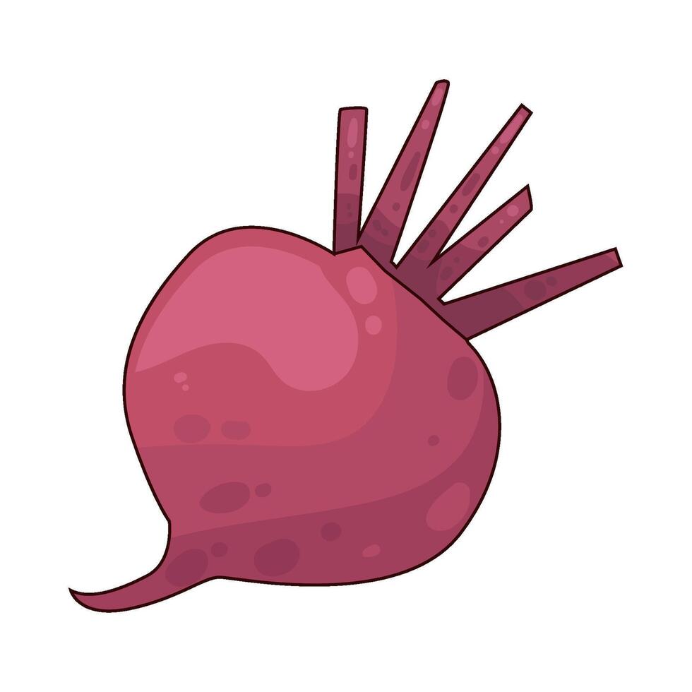 Illustration of turnip vector