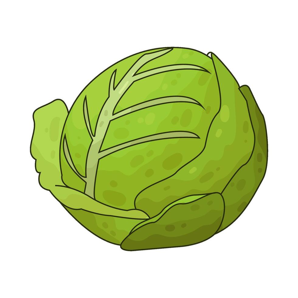 Illustration of cabbage vector