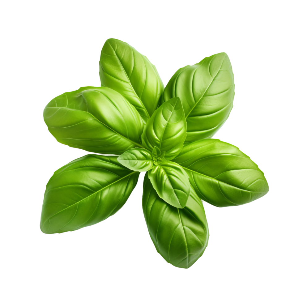 basil leaf on transparent background png