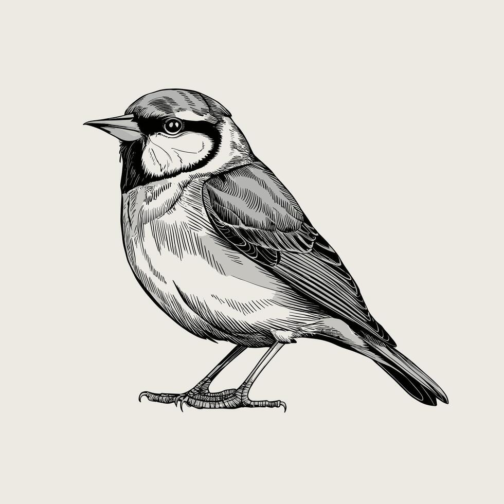 bird pencil ink sketch drawing black and white monochrome engraving style vector