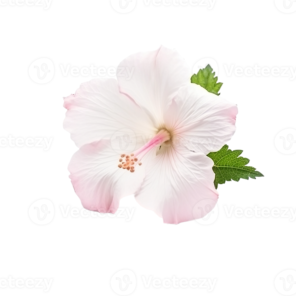 pink hibiscus flower on transparent background png
