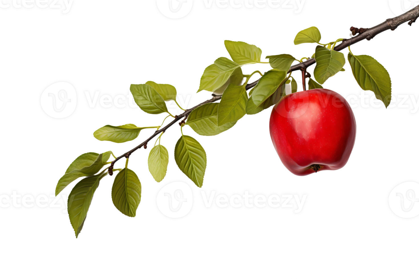 apple tree with red apples on a branch png