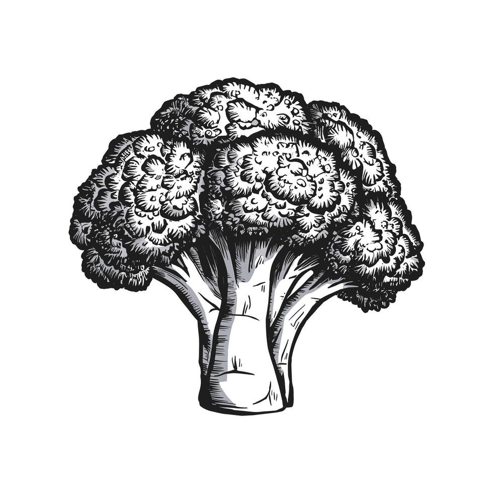 A black and white drawing of broccoli vector