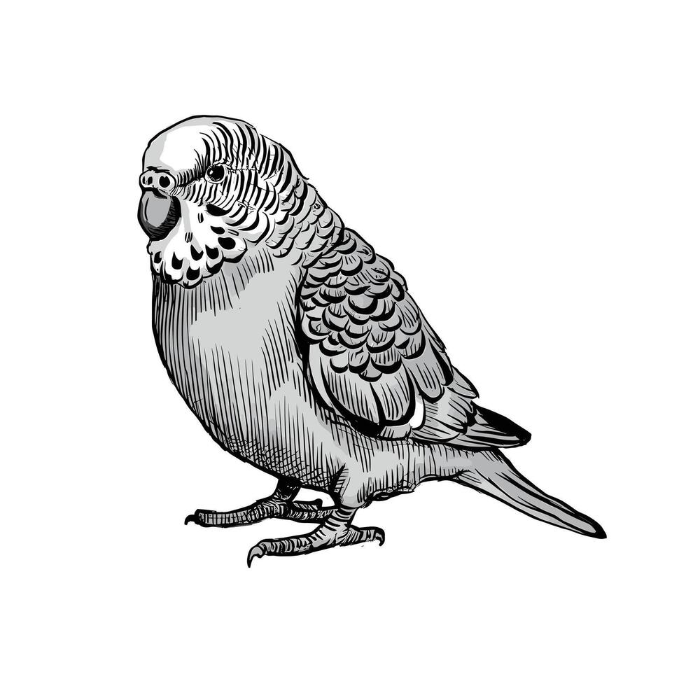 A sketch of a parakeet on a white background vector