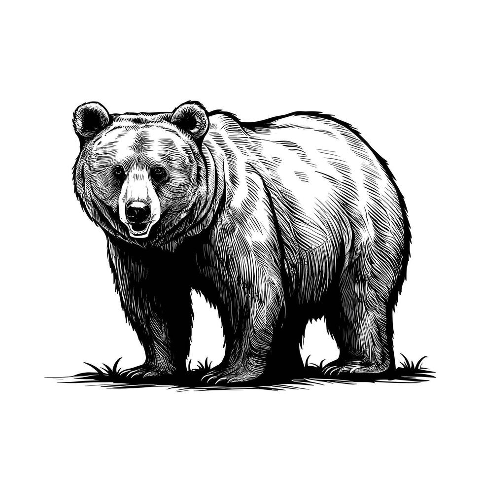 bear ink sketch drawing black and white engraving style illustration vector