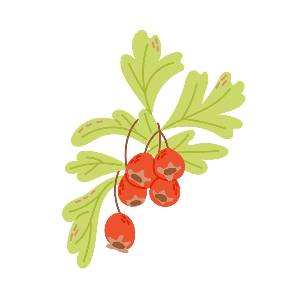 Autumn branch of hawthorn with red berries in hand drawn flat style. illustration isolated on white background for t shirt graphics, printouts. Simple botanical clipart vector