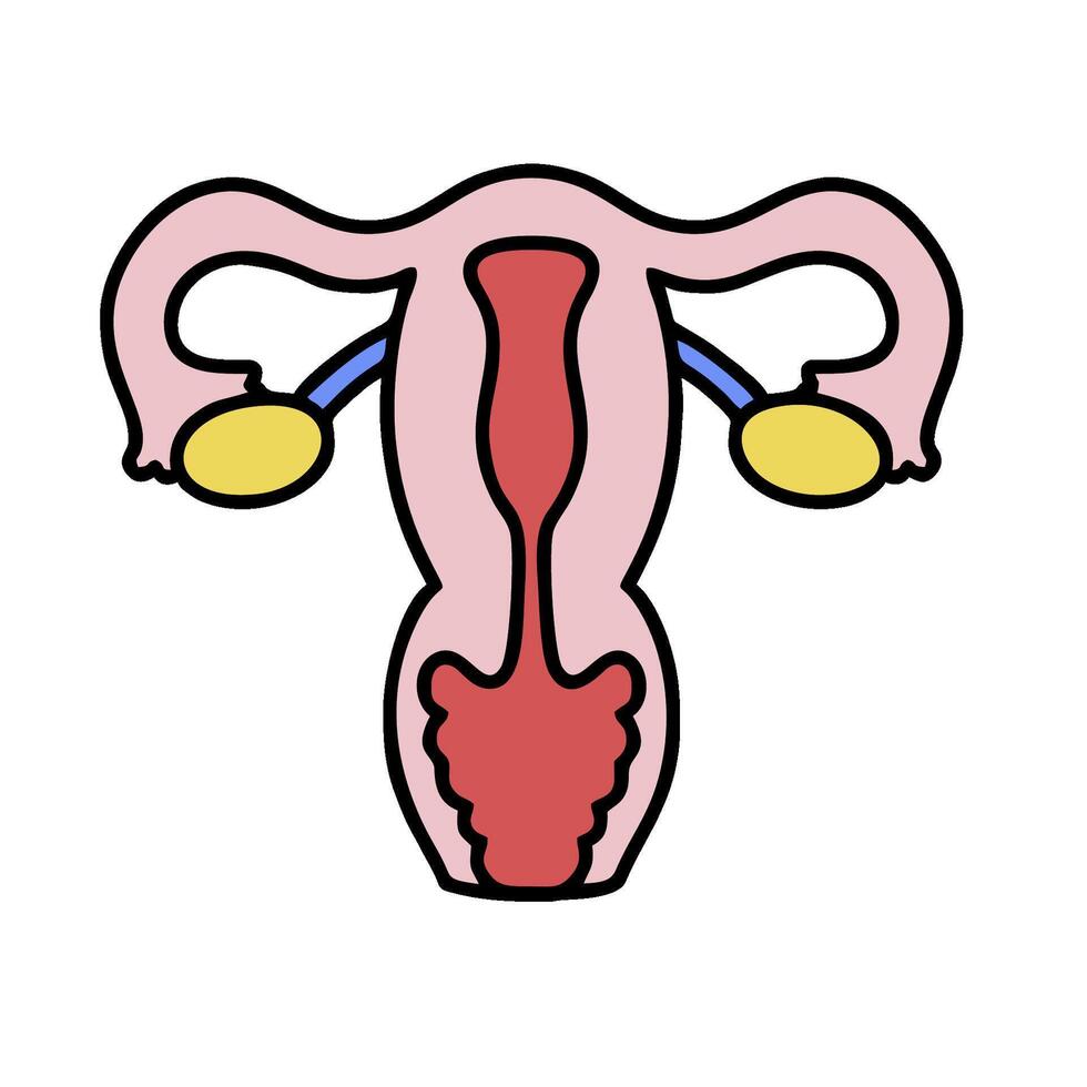 the uterus is shown in a flat style vector