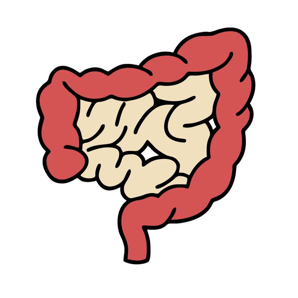 the human digest, with the stomach and colon vector