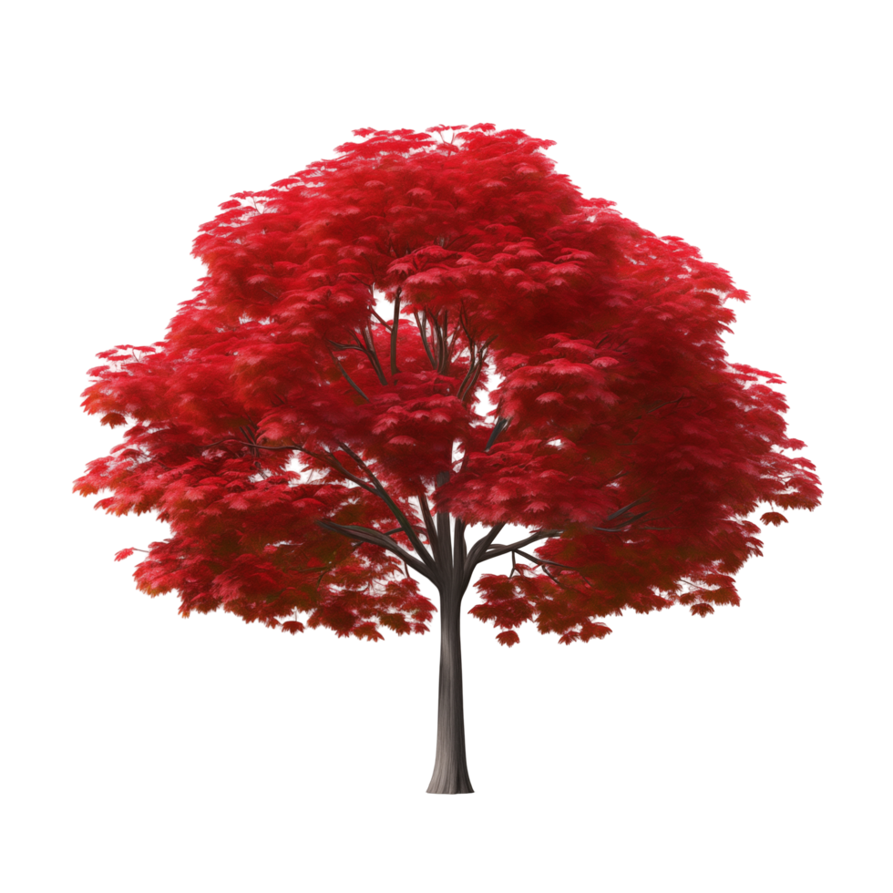 Vibrant Red Maple Tree with Lush Leaves in Full Bloom Isolated Against a White Background png