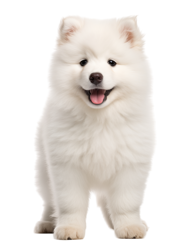 Fluffy White Puppy Standing And Smiling With Tongue Out On Transparent Background png