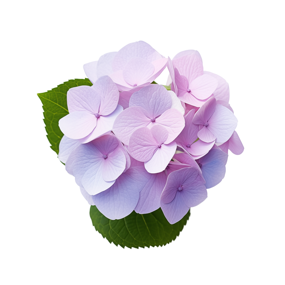Beautiful Purple And Pink Hydrangea Flower Bouquet With Green Leaves png