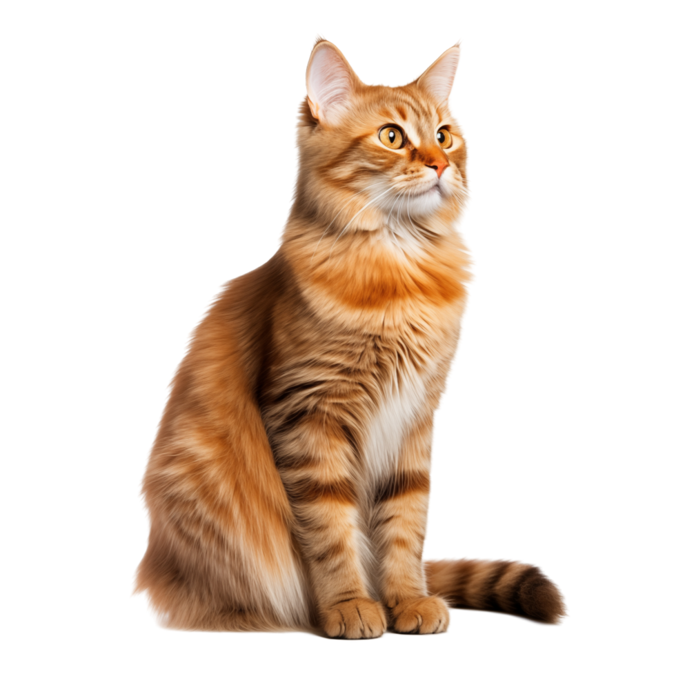 Majestic Ginger Maine Cat Sitting On Transparent Background png