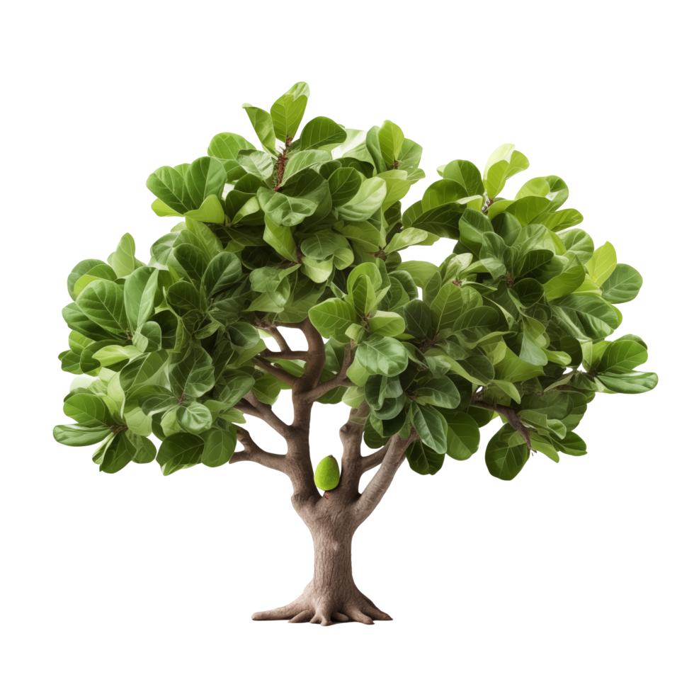 Green Fiddle Leaf Fig Tree With Large Vibrant Leaves On Transparent Background png