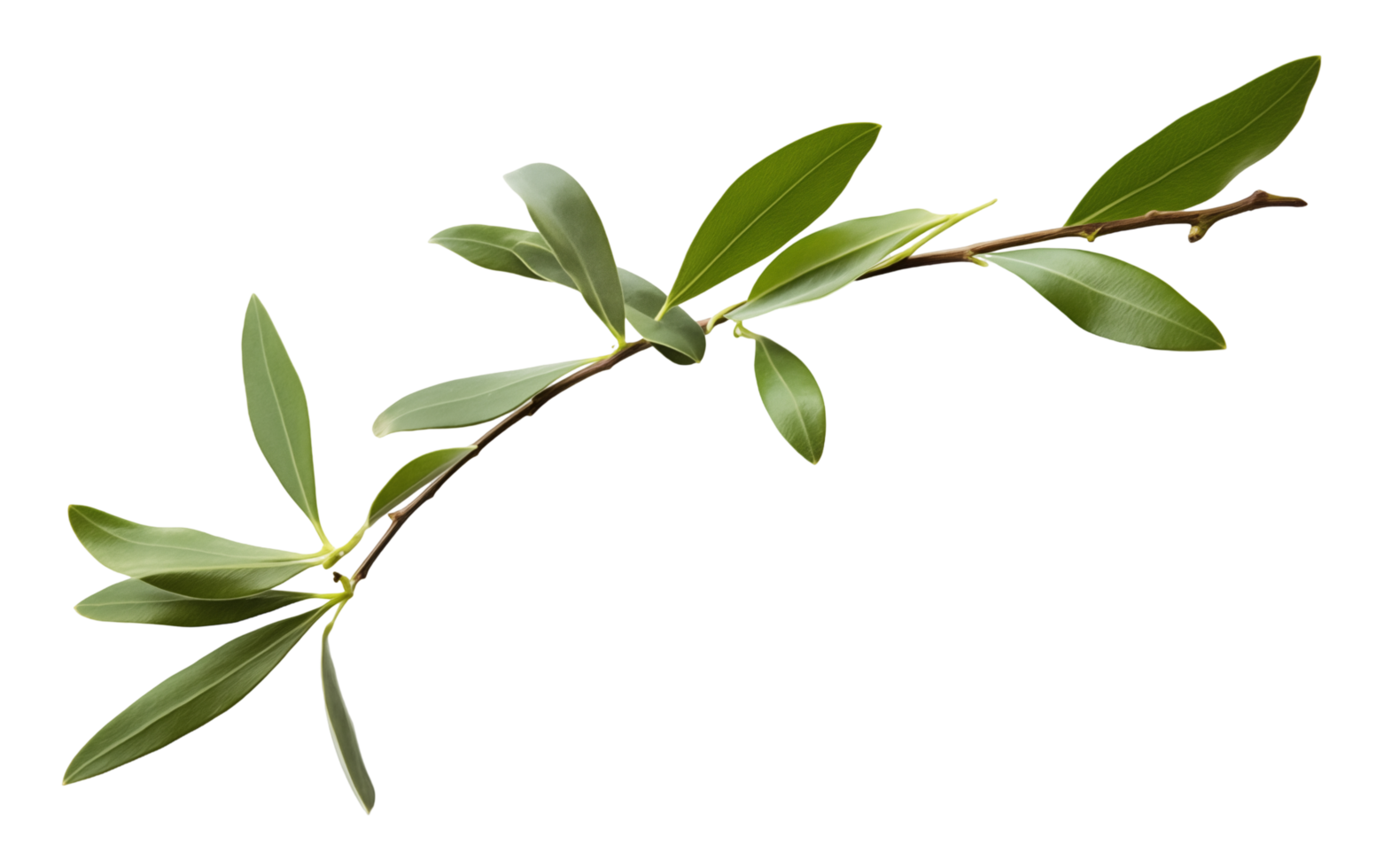 Olive Branch With Green Leaves Isolated On Transparent Background png