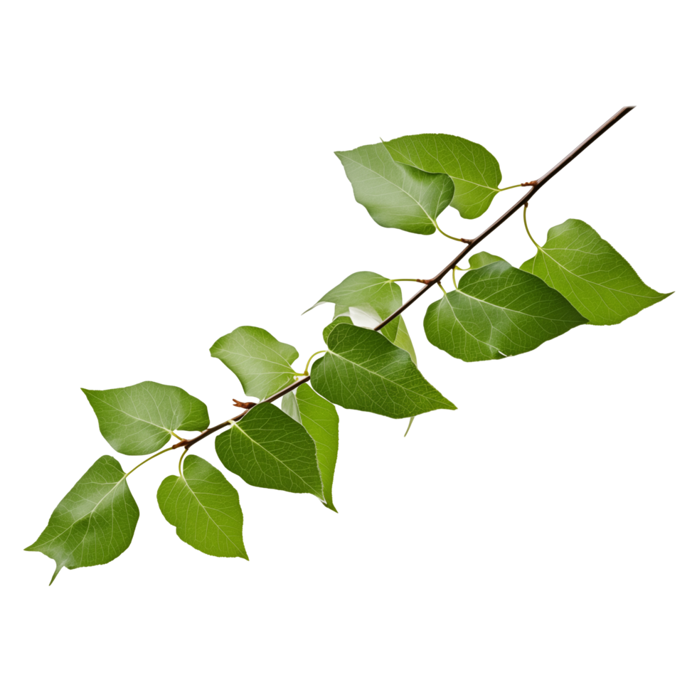 Green Leafy Branch With Fresh Leaves Isolated On Transparent Background png